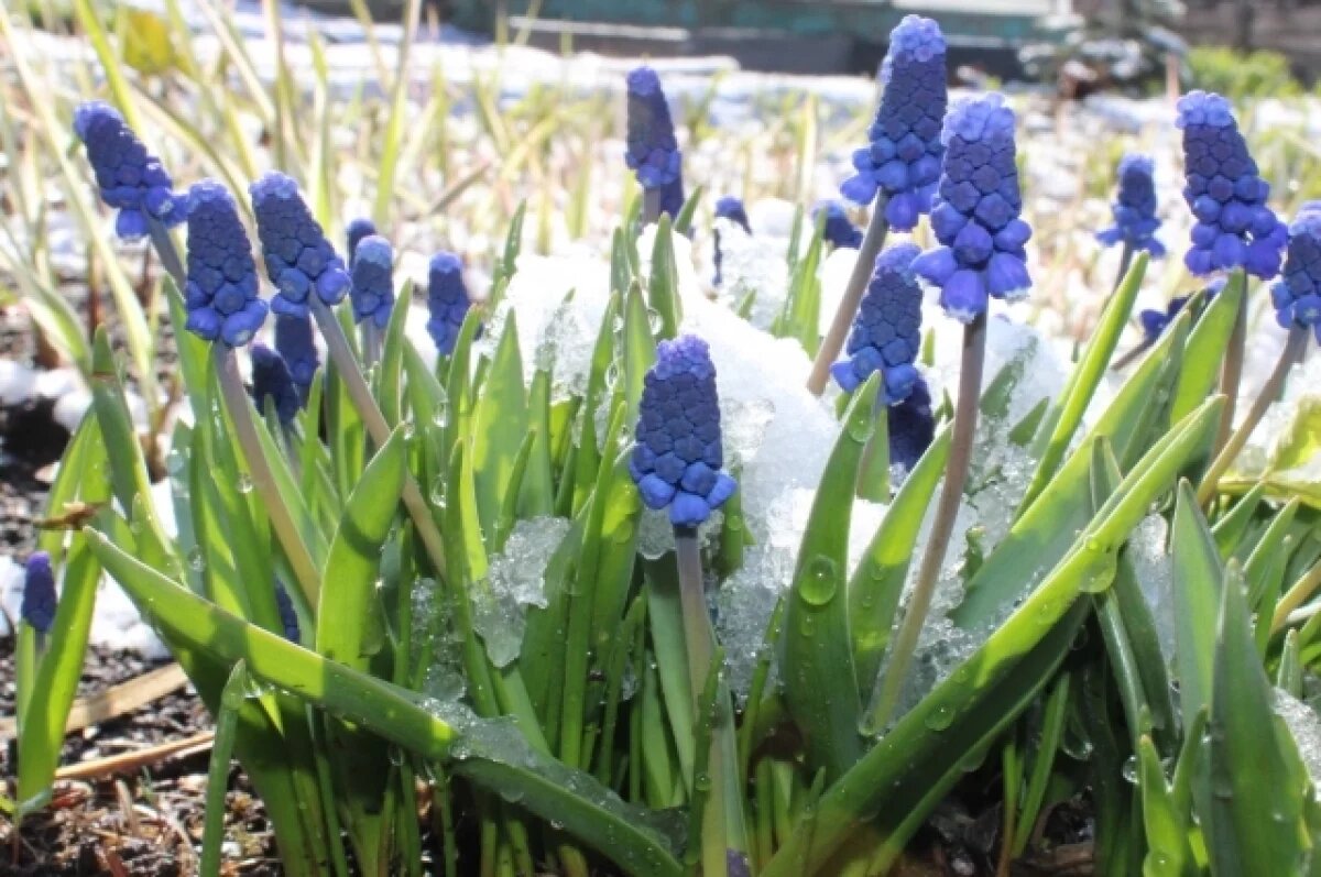    В Свердловской области к выходным резко похолодает, местами пойдет снег