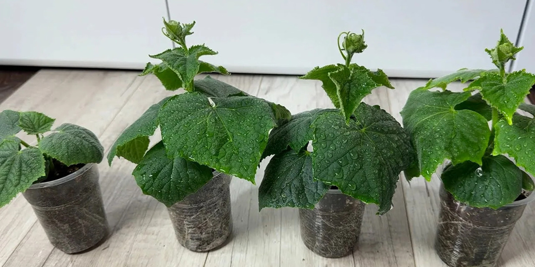 Огурцы на рассаду: когда сеять на Урале и как вырастить коренастую рассаду