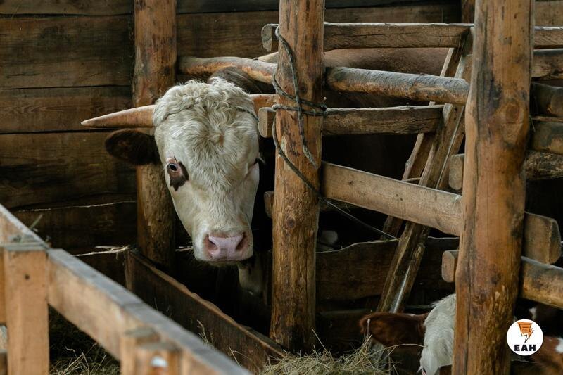 Свердловские аграрии понесли убытки на сотни миллионов рублей из-за низких цен на молоко