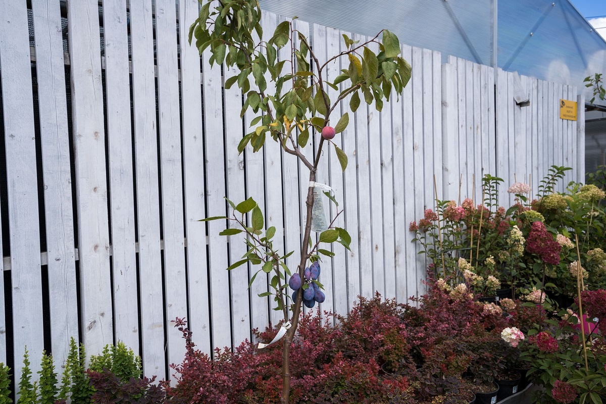 Фото: Александр Плонский / "Агроэксперт"