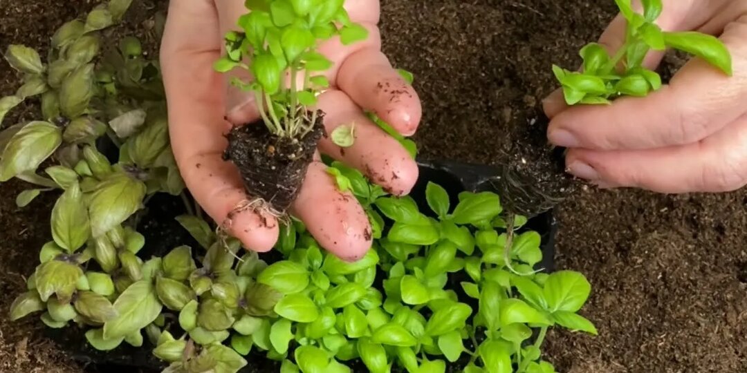 Посадка семян базилика на рассаду и в грунт: сроки и нюансы