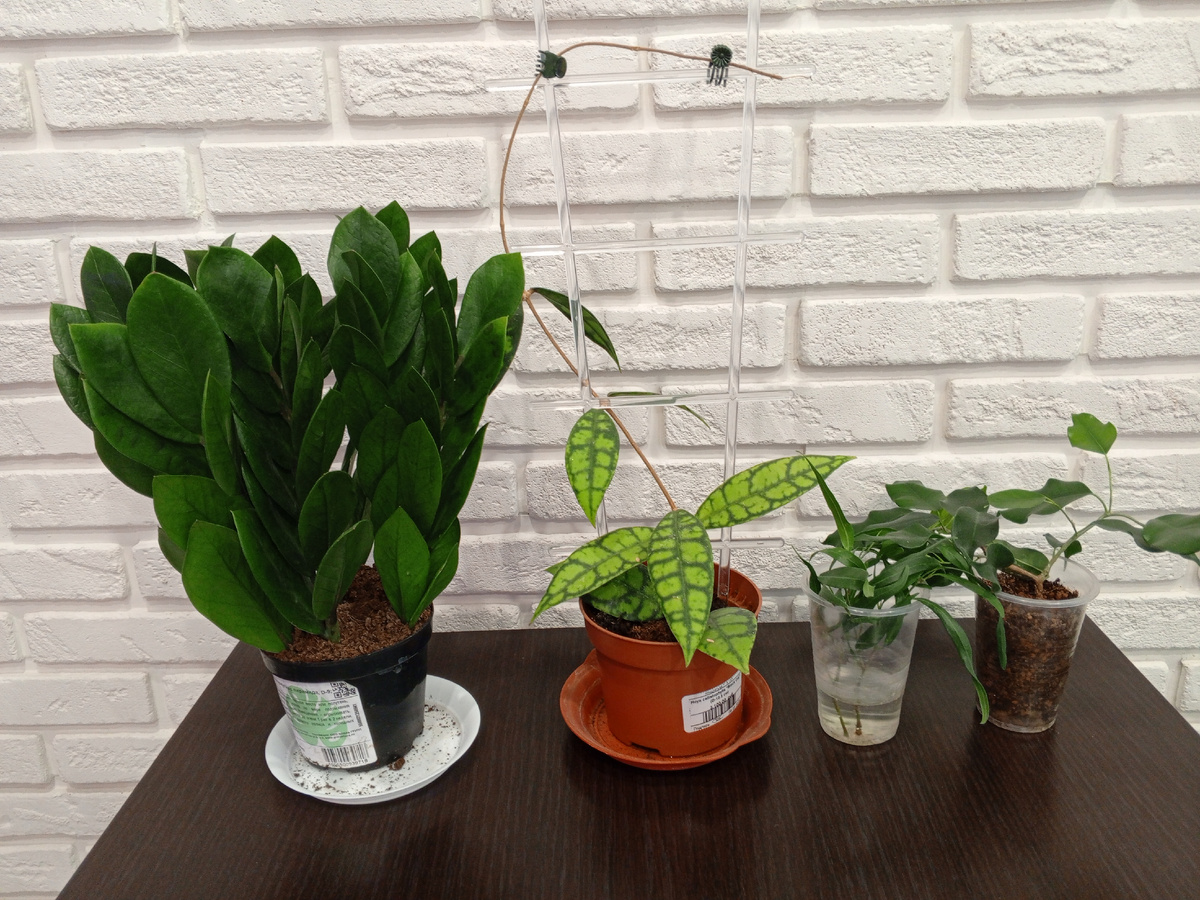 Ждут пересадку