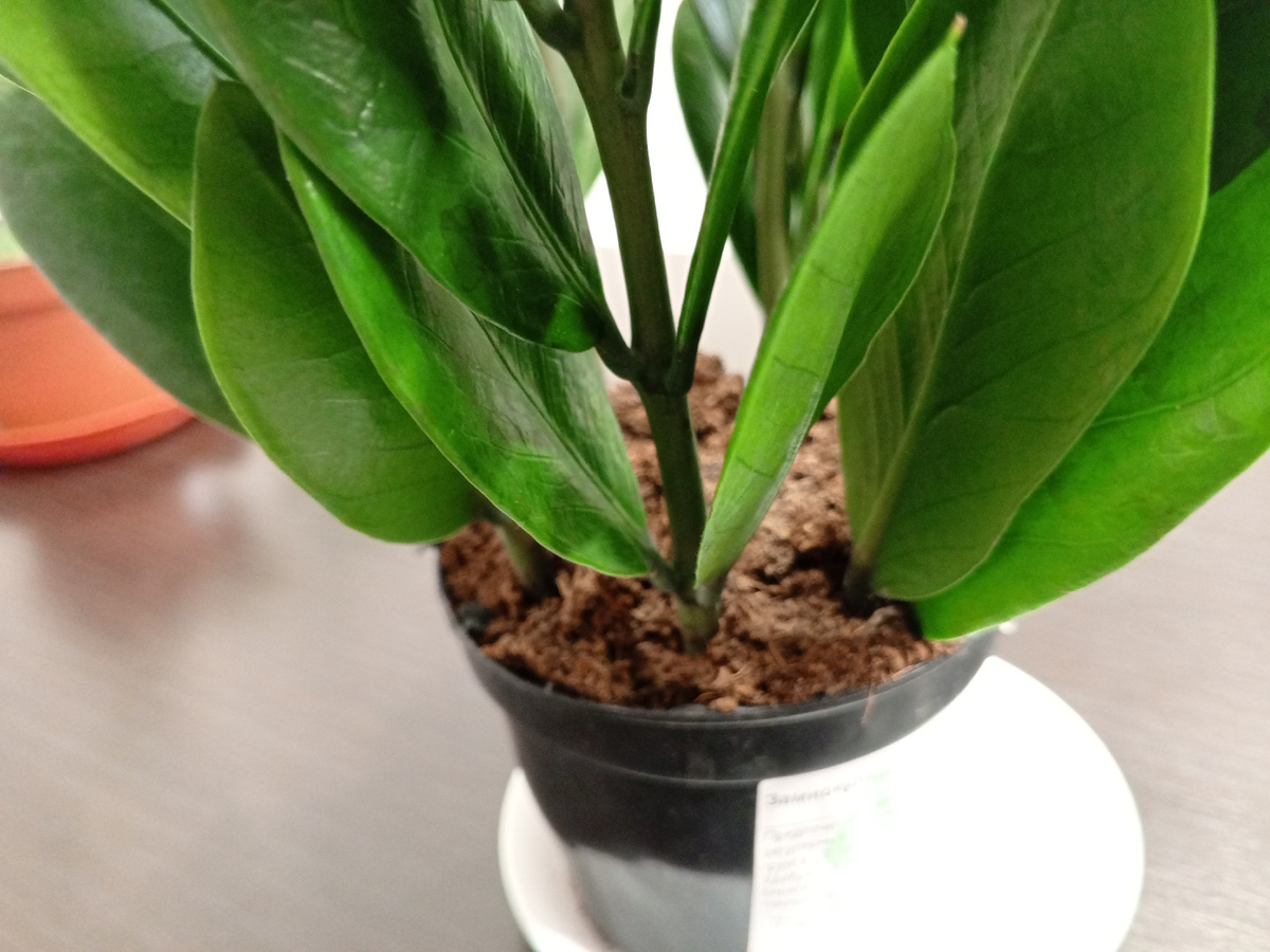 Пирамидальный замиокулькас