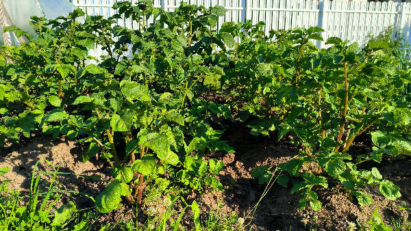 Фото: Maksim Konstantinov/Global Look Press. Текст: Ольга Никитина