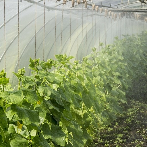    Капельный полив Кристина Борунова