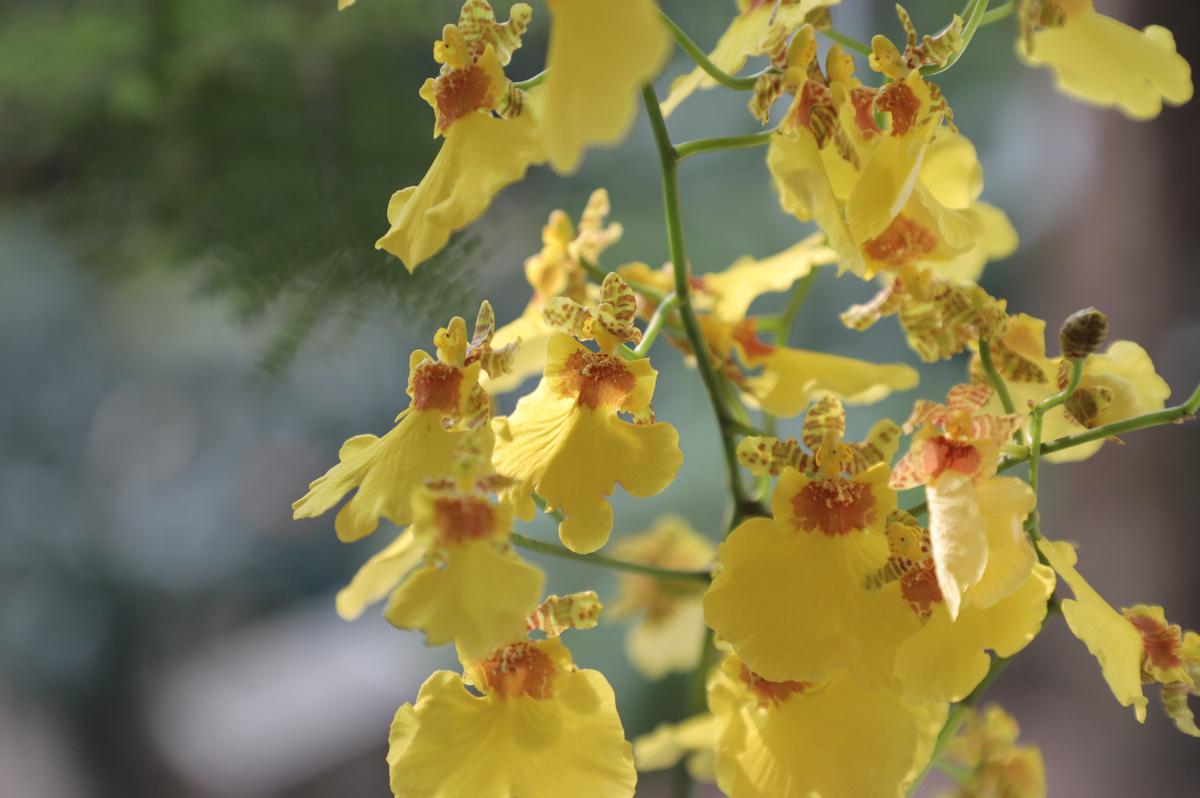 Сад орхидей. Jiefang Beilu, 901. Ближайшее метро Yuexiu Gongyuan линия 2