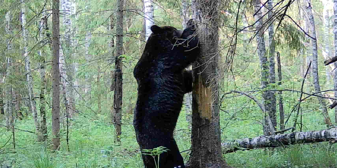 Как медведи "общаются" между собой? Часть 2.