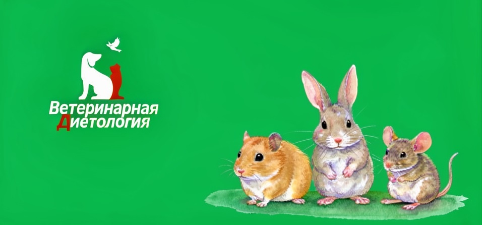 Травоядные и зерноядные питомцы, как кормить кроликов, шиншилл, морских свинок и грызунов правильно.