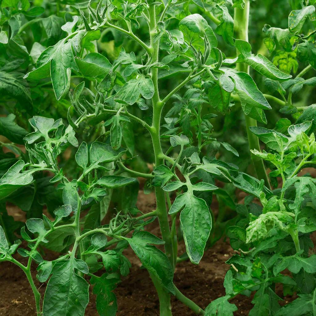 рассада помидоров