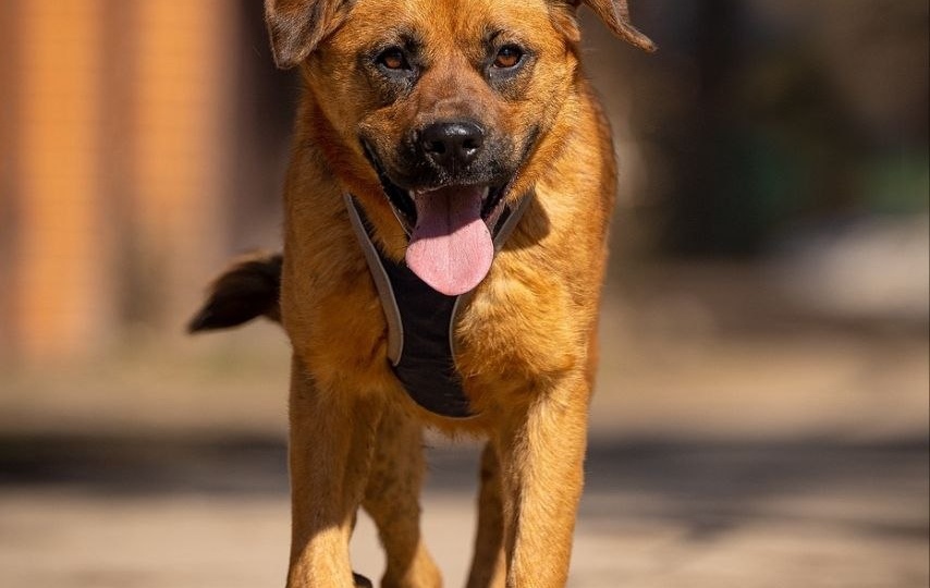 🆘 НИКОЛЕТТА ИЩЕТ ДОМ! Молодая, добрая и очень активная собака-подросток