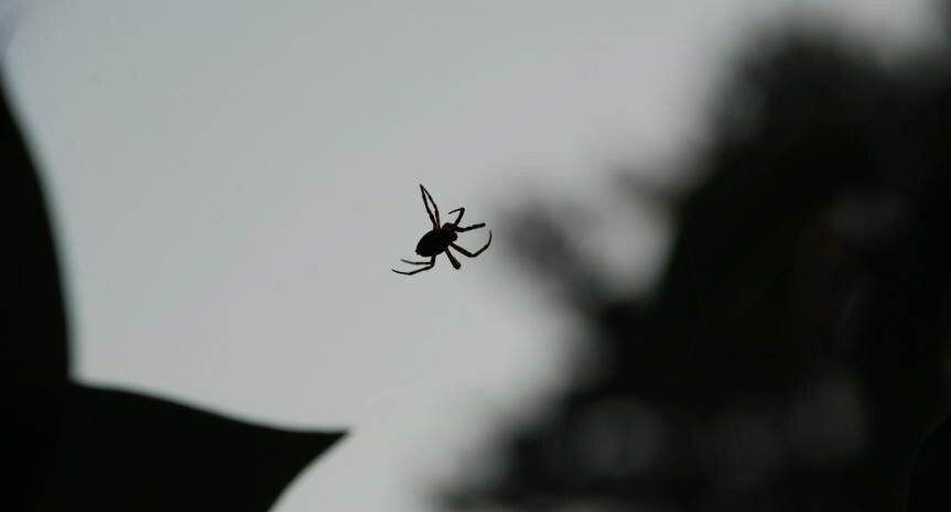    Andrew_Swarga / Фотобанк Лори