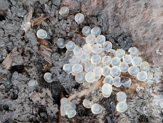 Фото моё. Так выглядит икра слизней. А так похожа на жемчуг!