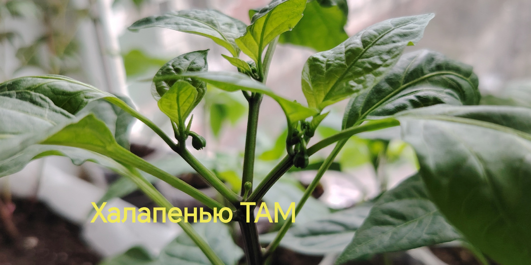 Бутоны на рассаде перца. Лук порей стоит как солдатик