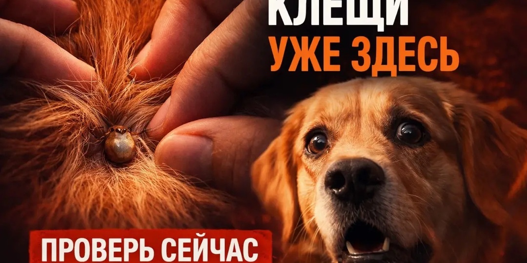 Как уберечь собаку и кошку от клещей: проверенные меры защиты и ухода.