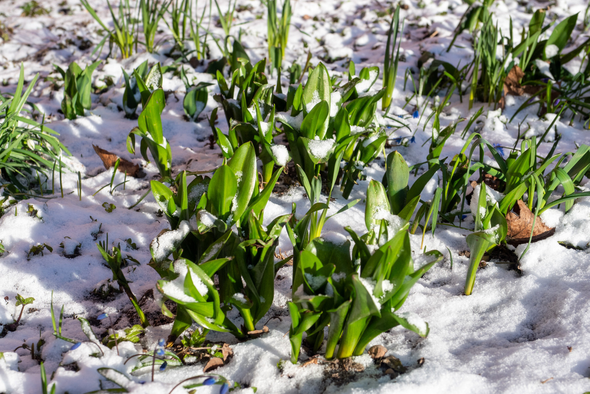 Фото: Олег Золото / «Петербургский дневник»