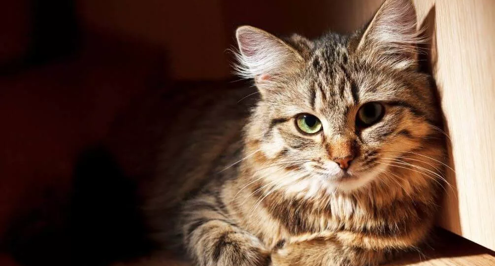 🐱 Камни в почках у кошки: виновата ли еда на самом деле?