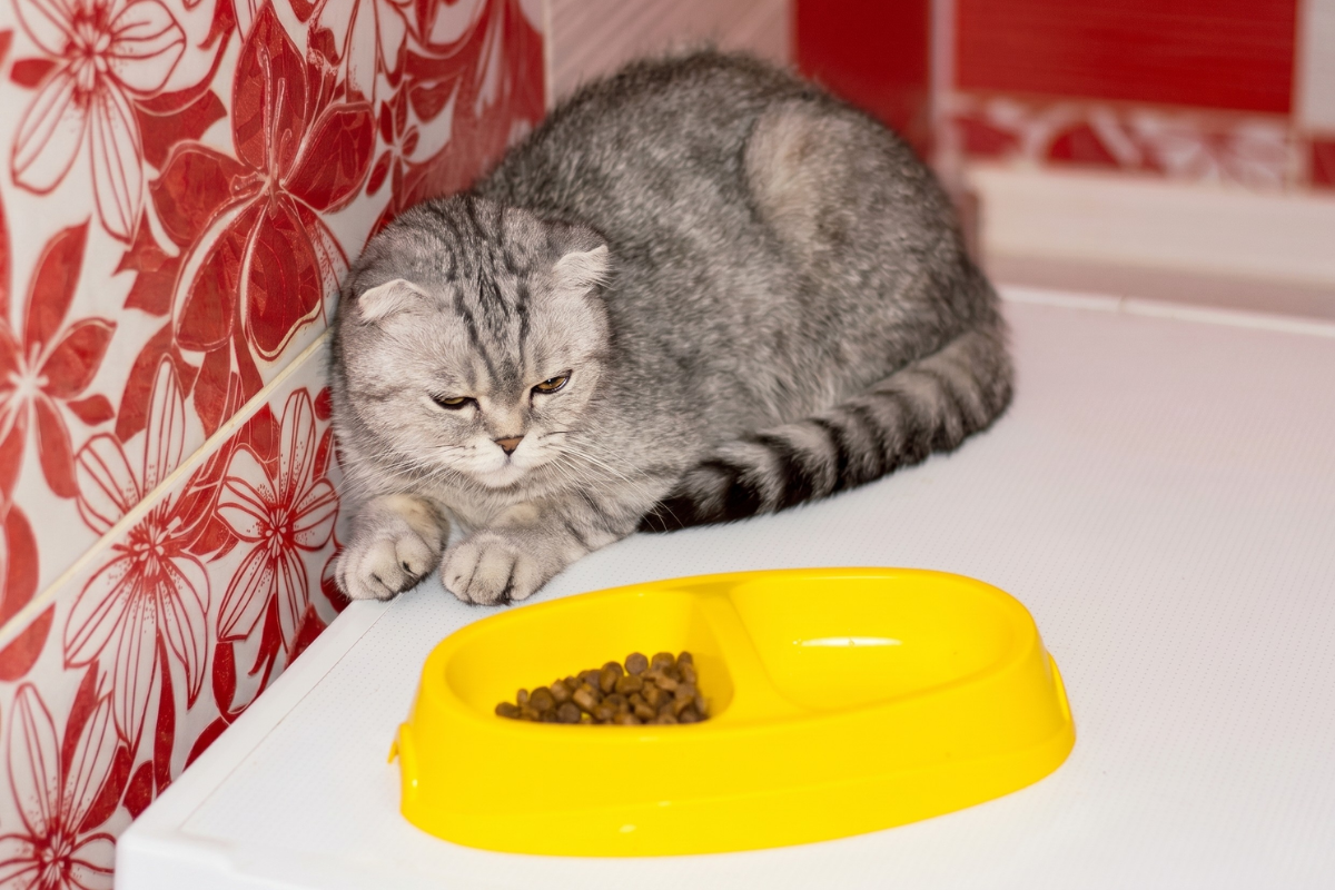 У кота плохой аппетит