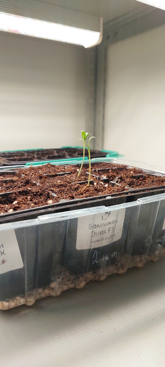 Фото 9 апреля 2026 г. Баклажан Эпик F1 стартанул первый.