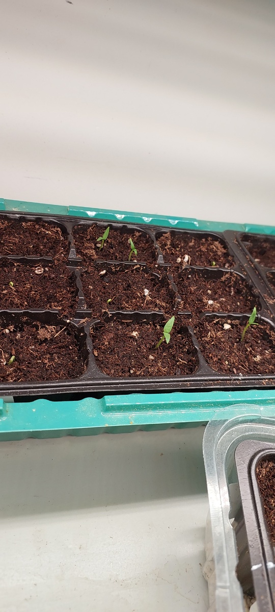 Фото 9 апреля 2026 г. Перец сладкий Фанни F1 сразу 4 шт взошли.