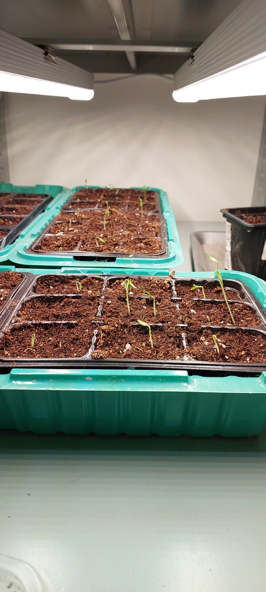 Фото 9 апреля. Возраст рассады томатов  - 3 дня, взошло сразу 10 разных гибридов.