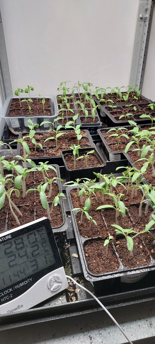 Фото 15 апреля 2026 г. Посевы перенесла на нижний этаж, чтобы чуть-чуть снизить температуру.