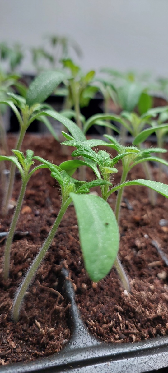 Фото 15.04.2026 г. Томаты вытянулись, при пикировке заглублю по семидольный лист, дадут еще боковых корней и будут красавчики!