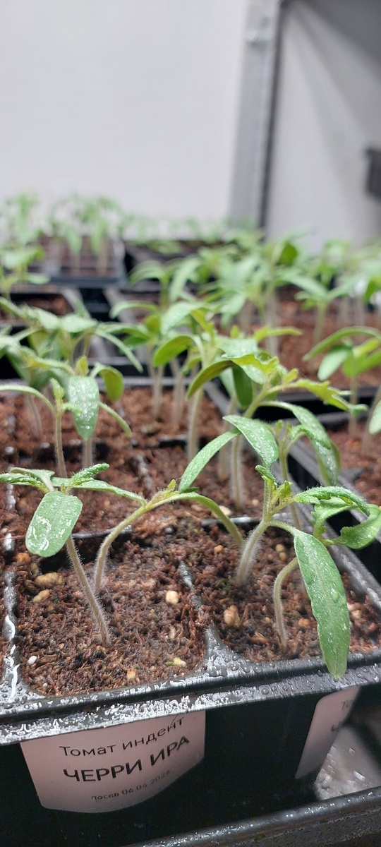 Фото 15.04.2026 г. Экспериментальный томат Черри Ира F1 показывает 100% всхожесть.