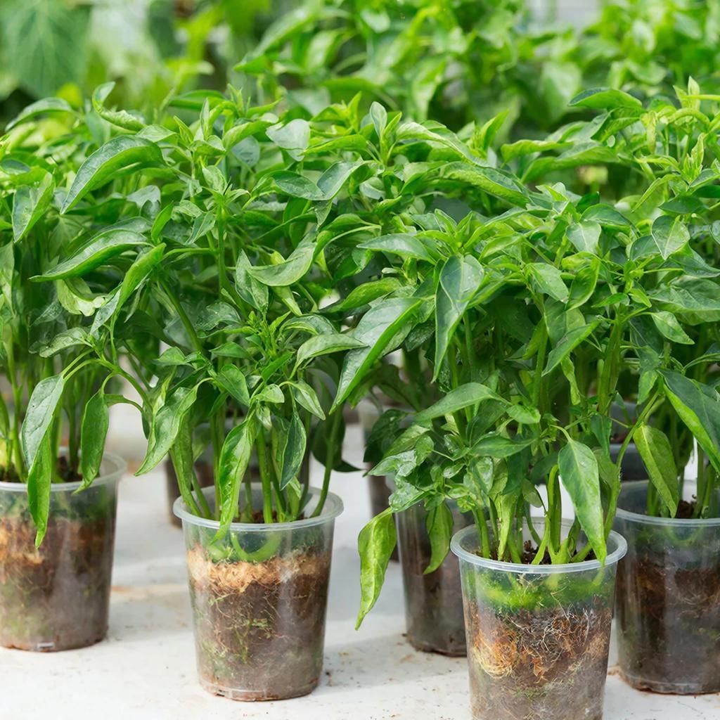 рассада перца