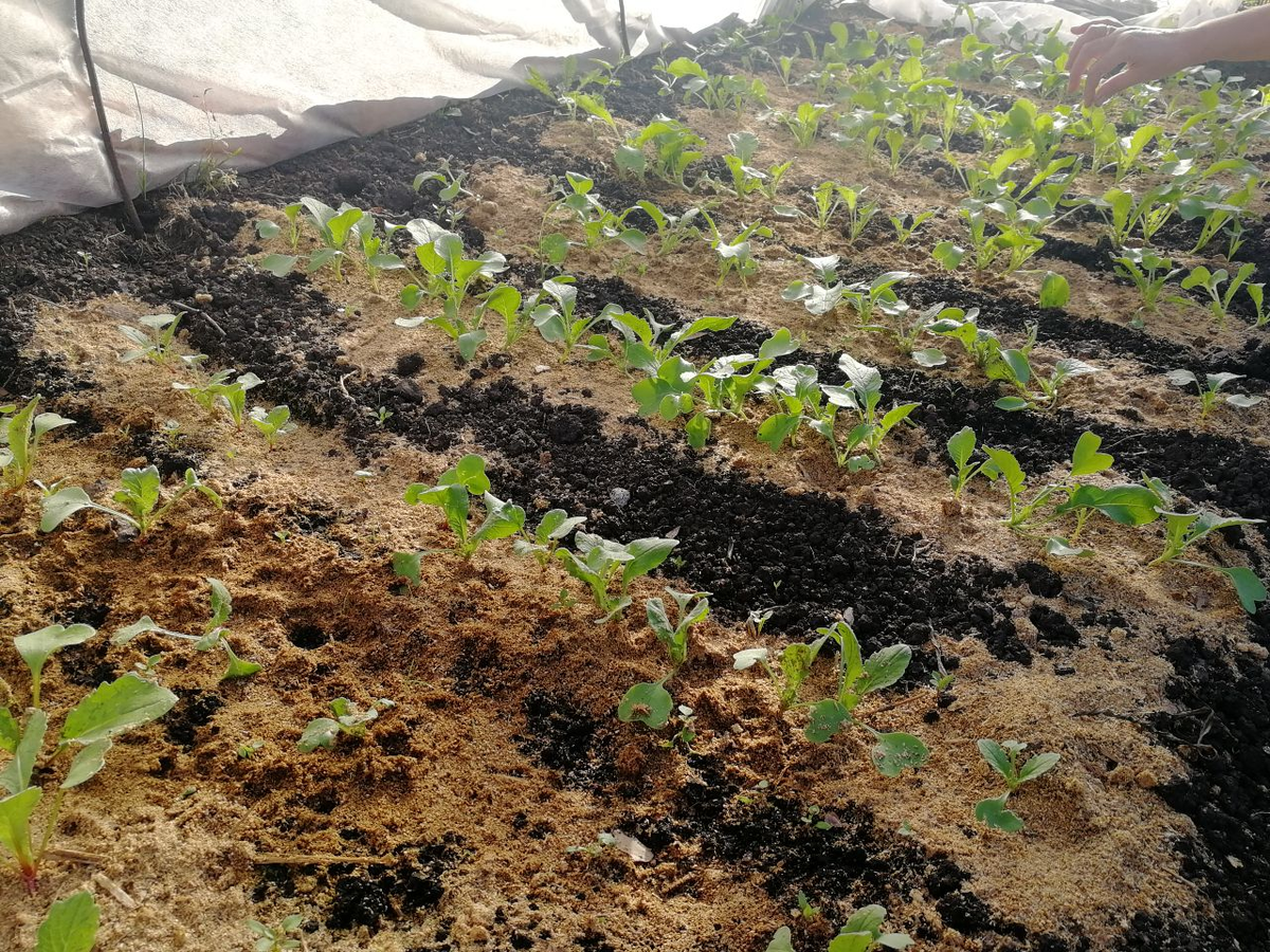 Редис под спанбондом, фото автора