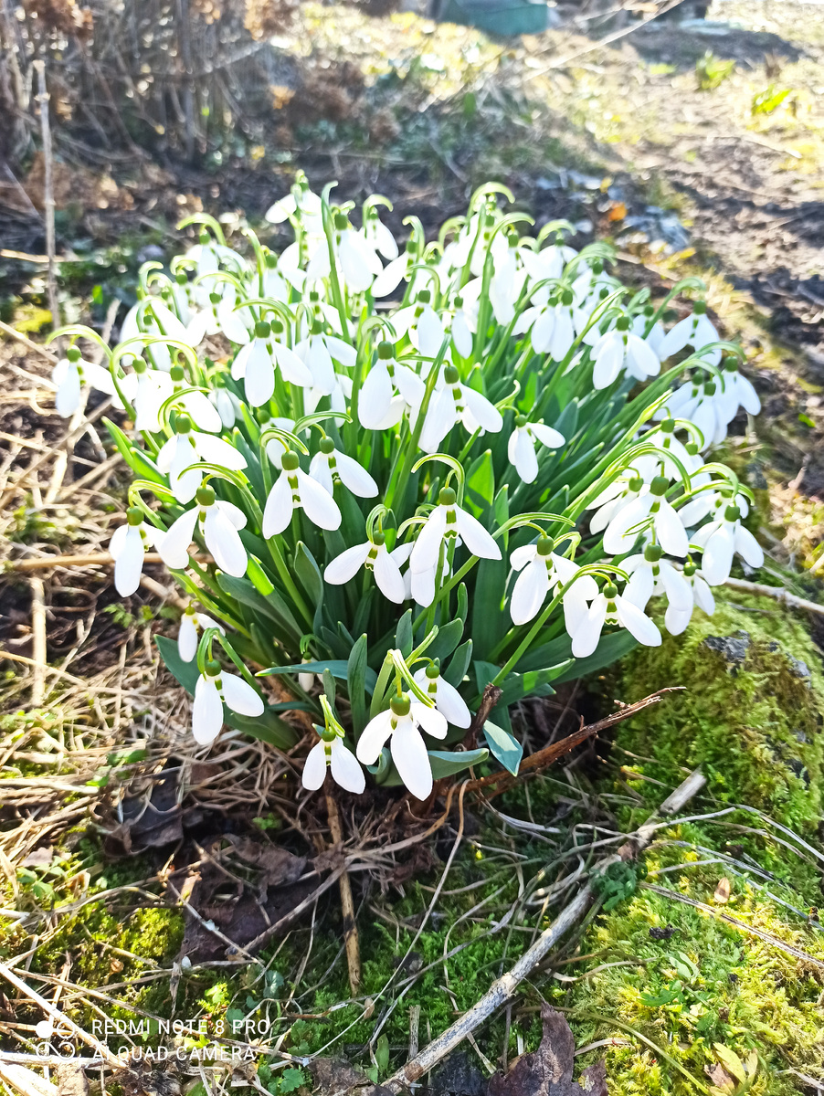 Красота весенняя! 