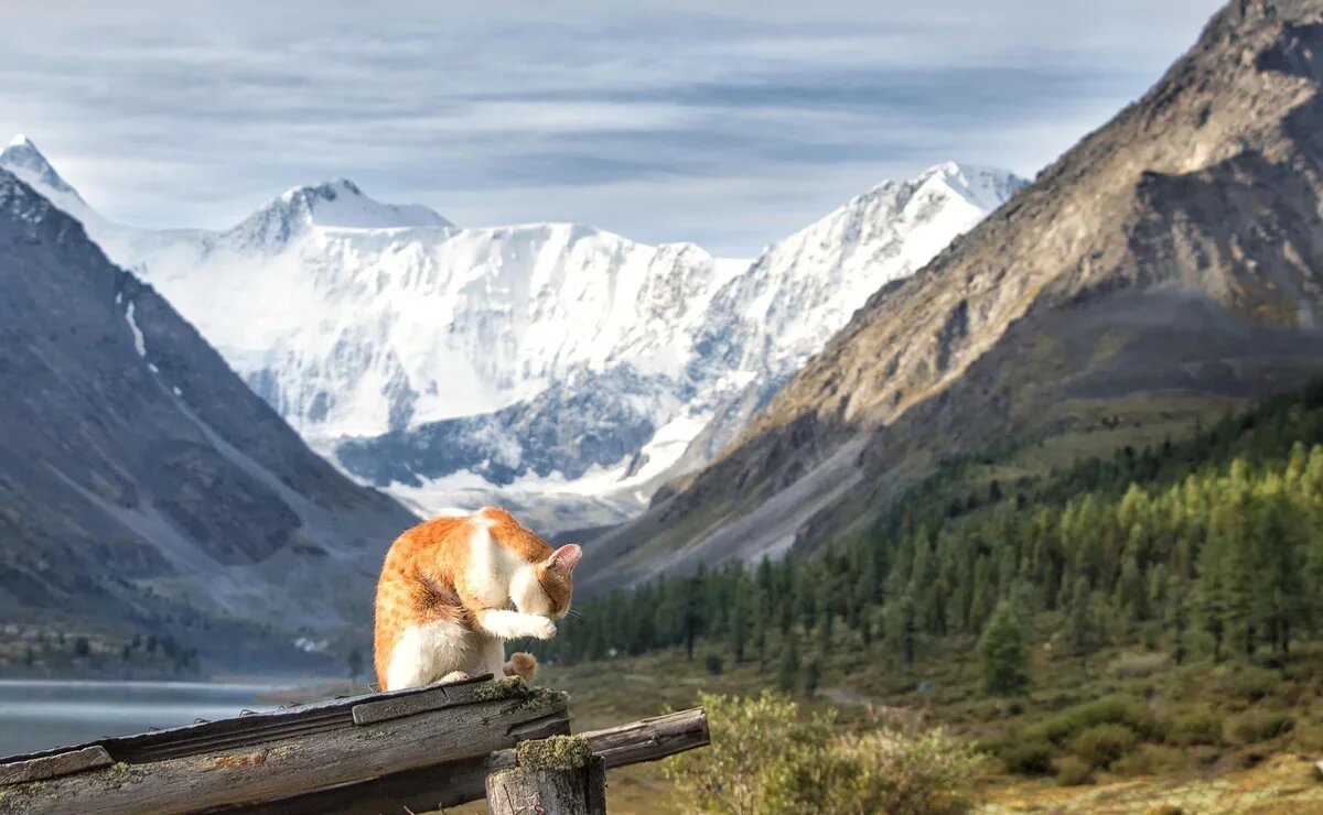    Сколько стоит поездка на Алтай в 2026 году и можно ли найти недорогие туры