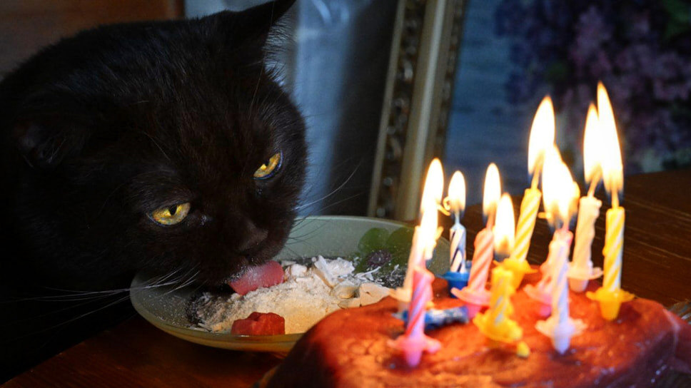 Фото: Анатолий Жданов / Коммерсантъ