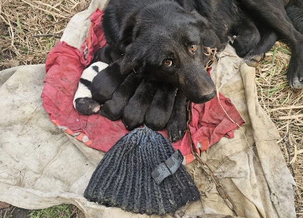 Миля и детки