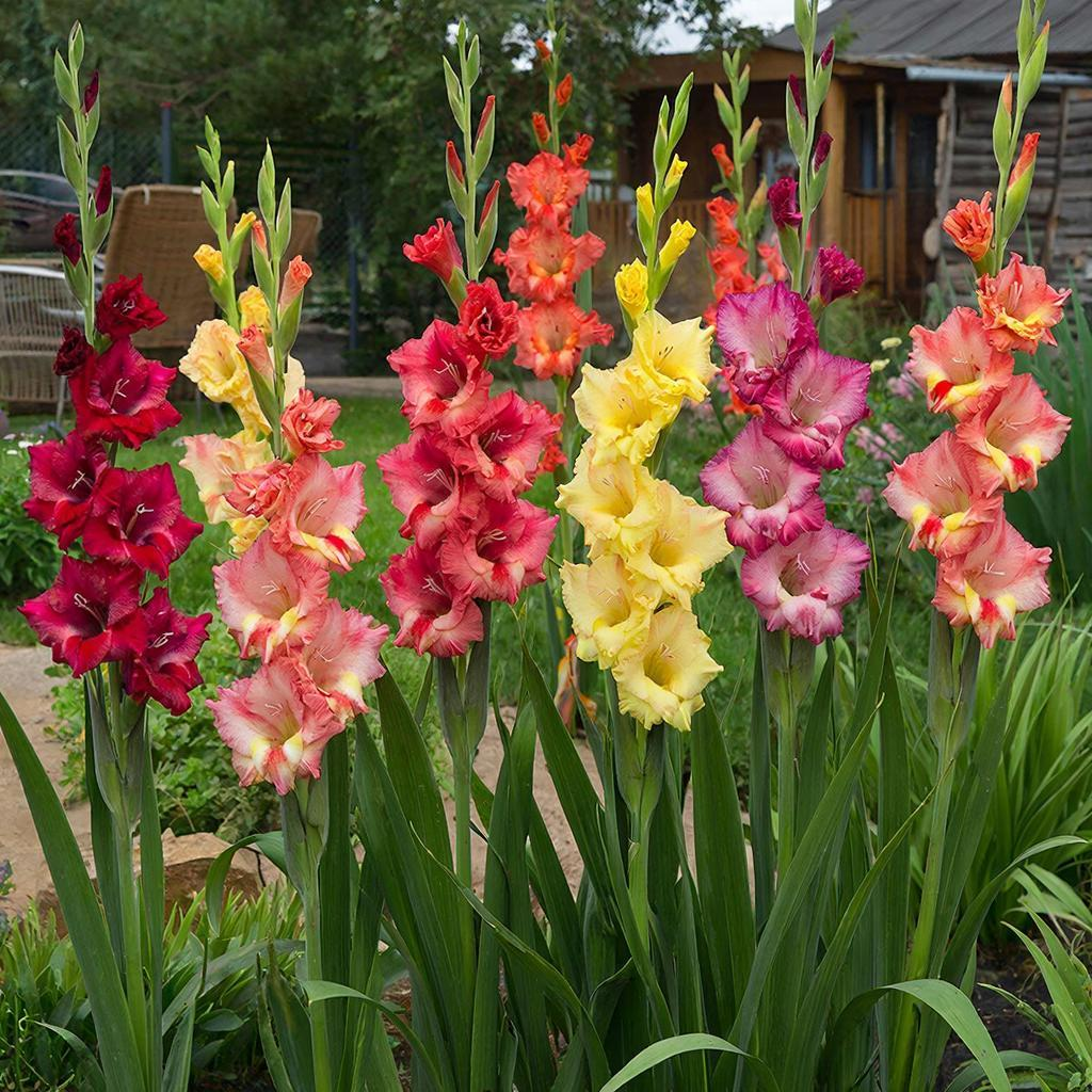 гладиолусы