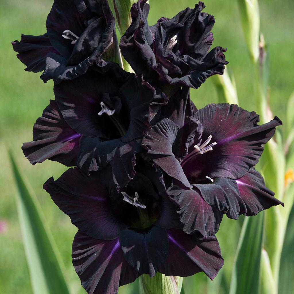 Черные гладиолусы