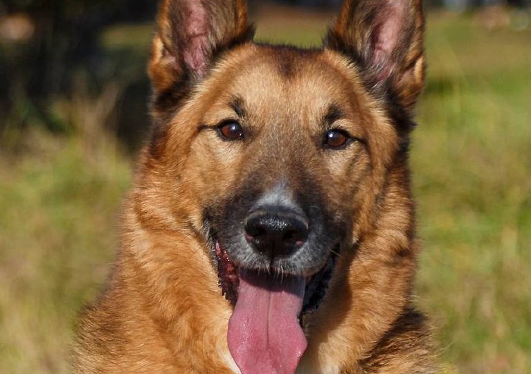 📌UPD: друзья, утром Арамиса забрали в клинику