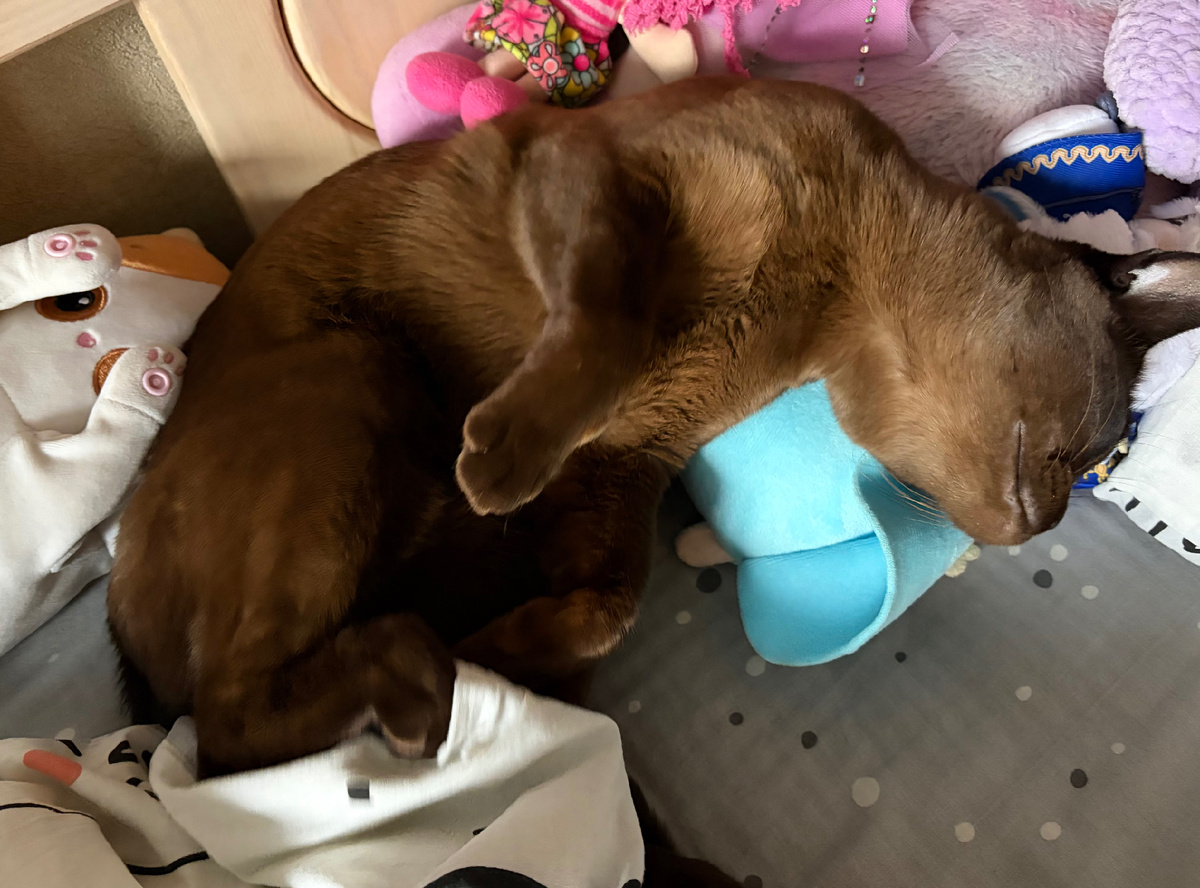 Диве везде хорошо. Спит на игрушках 