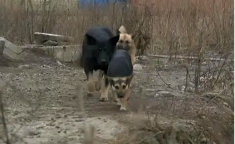   ГТРК "Ставрополье"