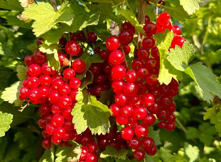 Сода для смородины: копеечное средство, которое спасло мой урожай