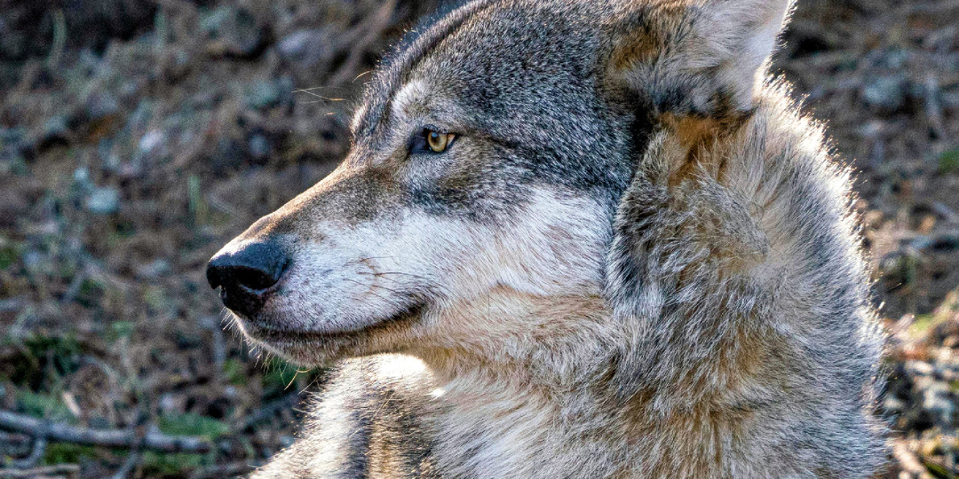 5 уникальных особенностей волка, которые делают его сильнее собаки