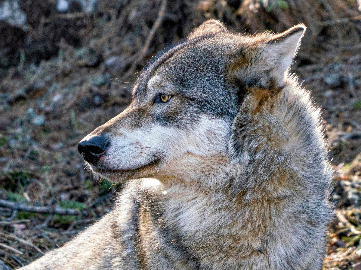 Что такое сагиттальный гребень? Костяная гулька на макушке, к которой крепятся скуловые дуги. Гребень работает в качестве усилителя для височных мышц. Как рупор трудится на благо усиления голоса, так гребень наращивает потенциал силы челюстей. Фотография: Nihongraphy 2, Pexels.