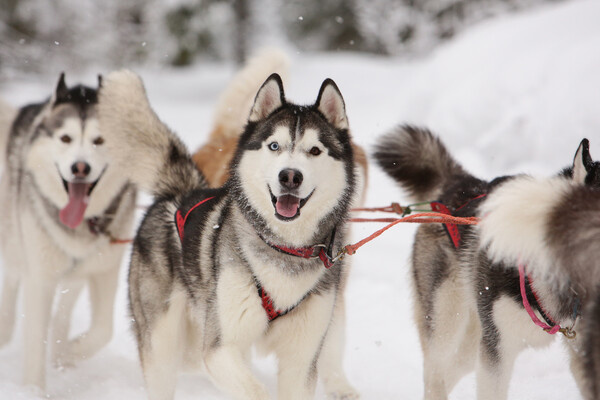 Sofia Dudova/Shutterstock/FOTODOM   📷