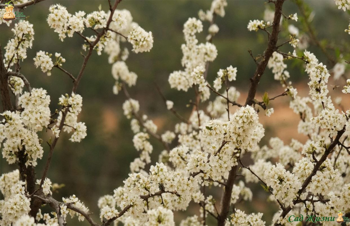 Такая слива будет радовать только при правильной посадке. Иначе — не доживёт до следующей весны