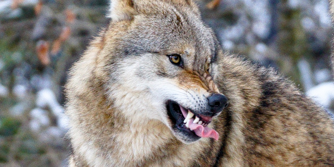 5 уникальных особенностей волка, которые делают его сильнее собаки