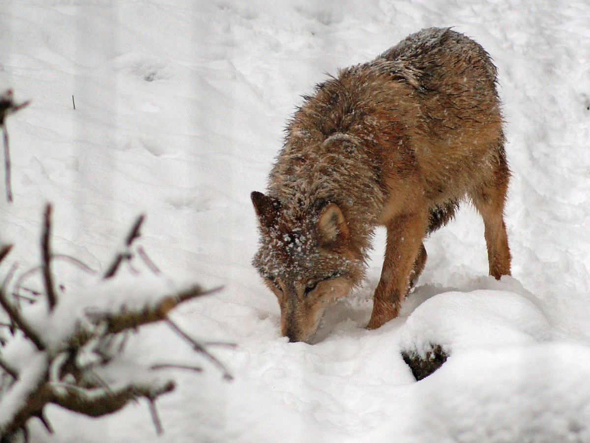 Фотография: Albinfo, CC0