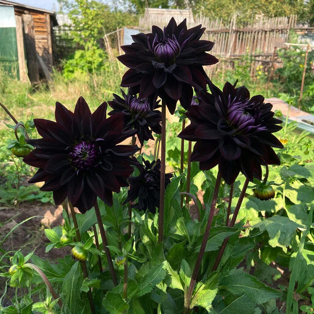 Черный георгин