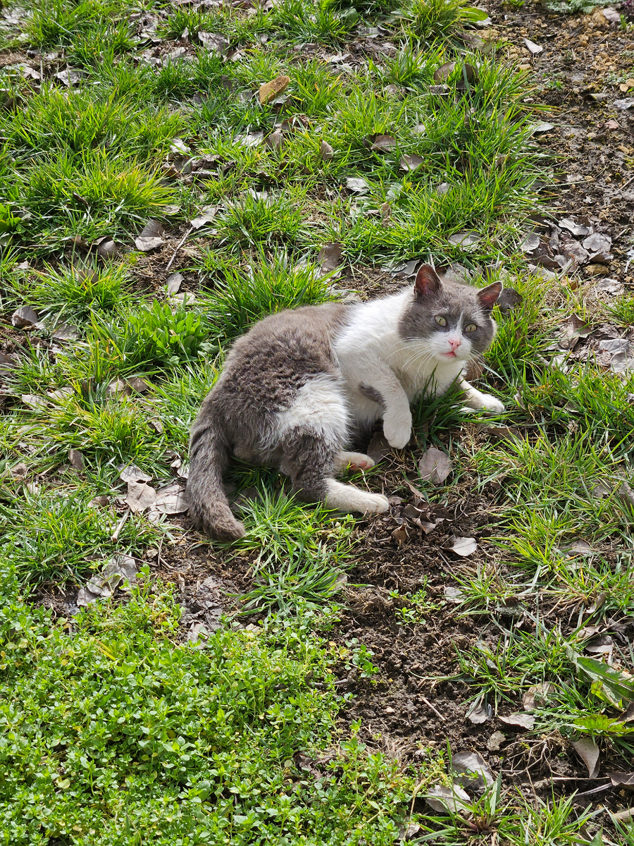 Сивчо, 4 года, весна 2026