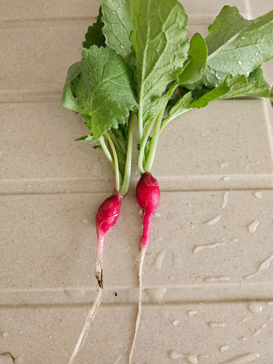 Первая редиска 2026