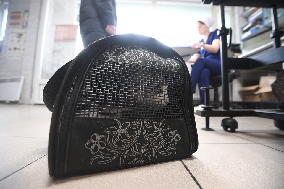    Авиаперевозчик выплатил 100 тысяч рублей петербуржцу за гибель кошки на борту самолета. Алексей БУЛАТОВ