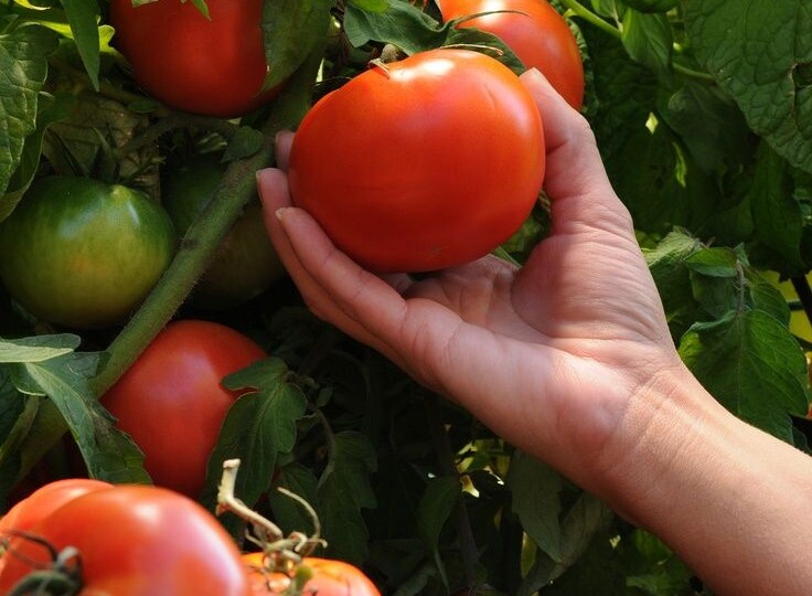 СЕКРЕТЫ БОГАТОГО УРОЖАЯ: КАКИЕ КУЛЬТУРЫ ПОСАДИТЬ РЯДОМ С ТОМАТАМИ, ЧТОБЫ УРОЖАЙ ВЫРОС В ДВА РАЗА